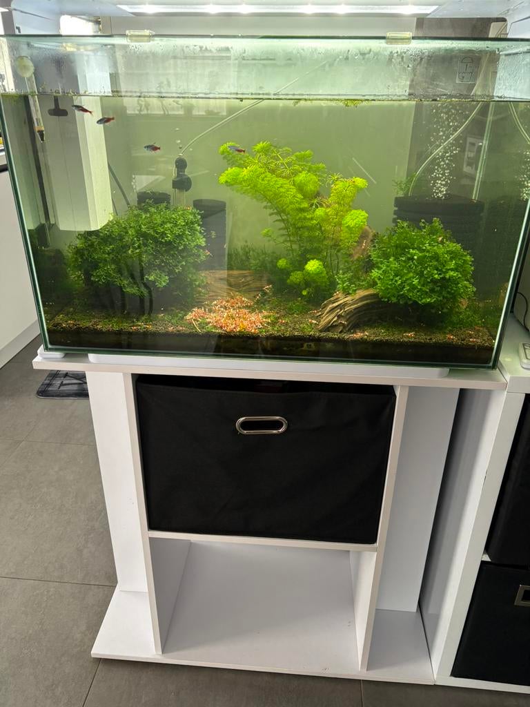 Aquarium, Dieren en Toebehoren, Vissen | Aquaria en Toebehoren, Zo goed als nieuw, Gevuld zoetwateraquarium, Ophalen
