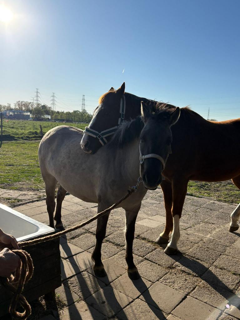 4 jarige konik merrie te koop, Dieren en Toebehoren, Merrie, Zadelmak, 3 tot 6 jaar