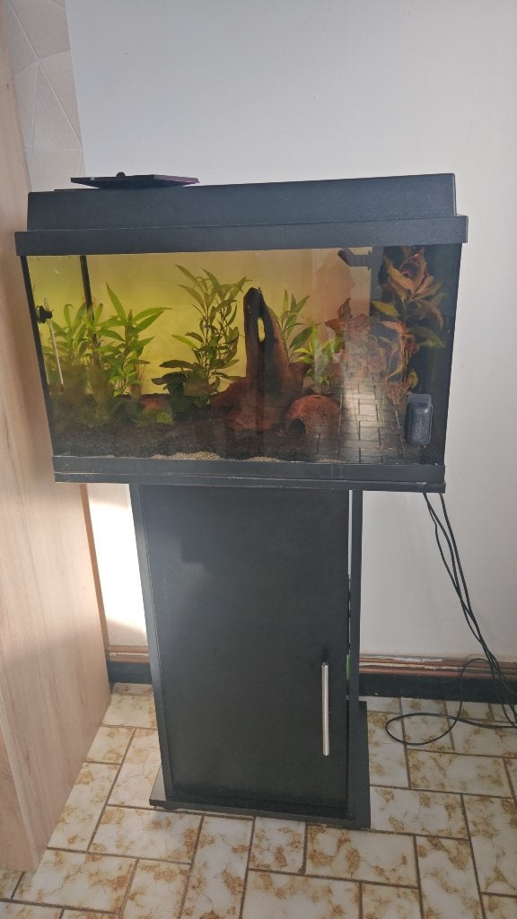 Aquarium, Animaux & Accessoires, Aquarium d'eau douce rempli, Comme neuf, Enlèvement, Plantes incluses