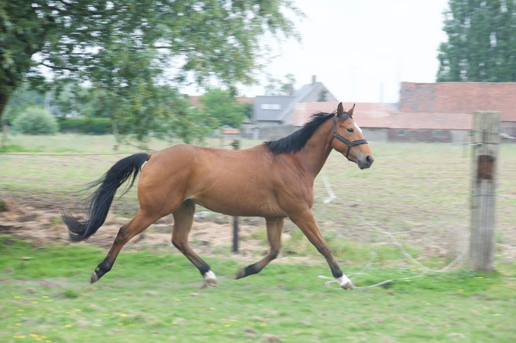 Gouden paardje, Dieren en Toebehoren, Paarden, Ruin, Niet van toepassing, Minder dan 160 cm, 3 tot 6 jaar, Recreatiepaard, Gechipt