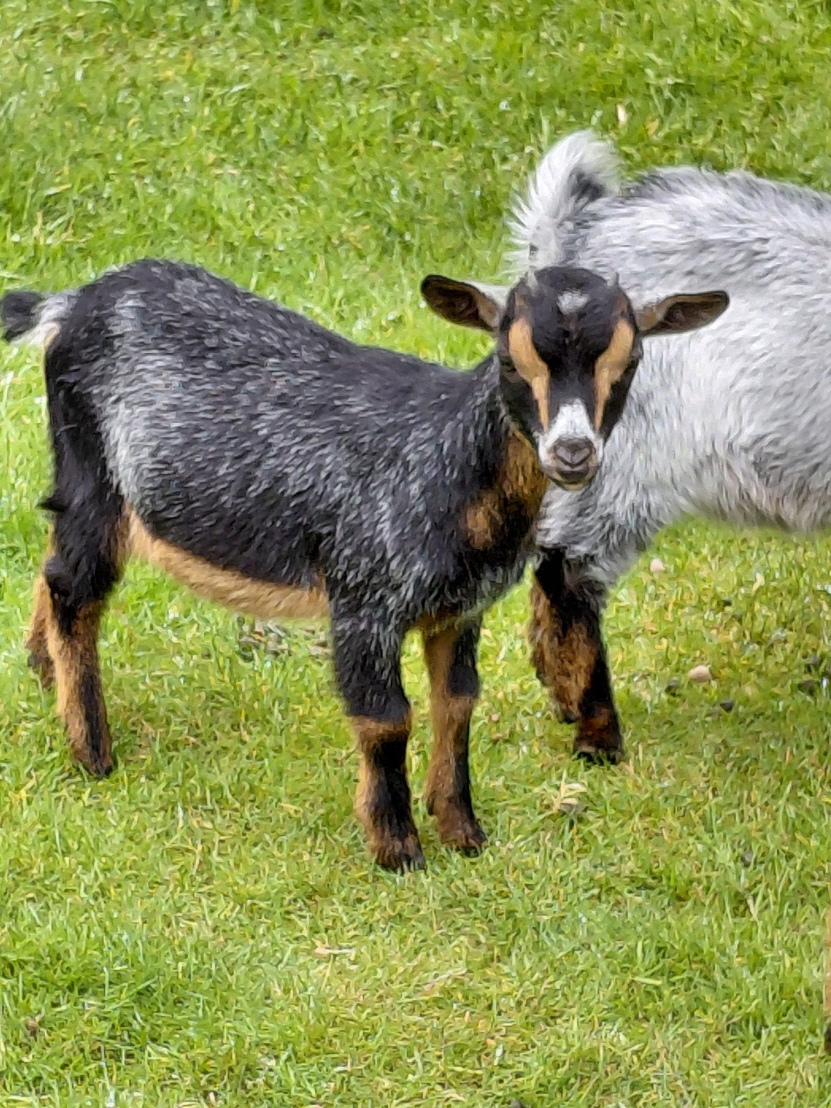 Dwerggeiten, Animaux & Accessoires, Moutons, Chèvres & Cochons