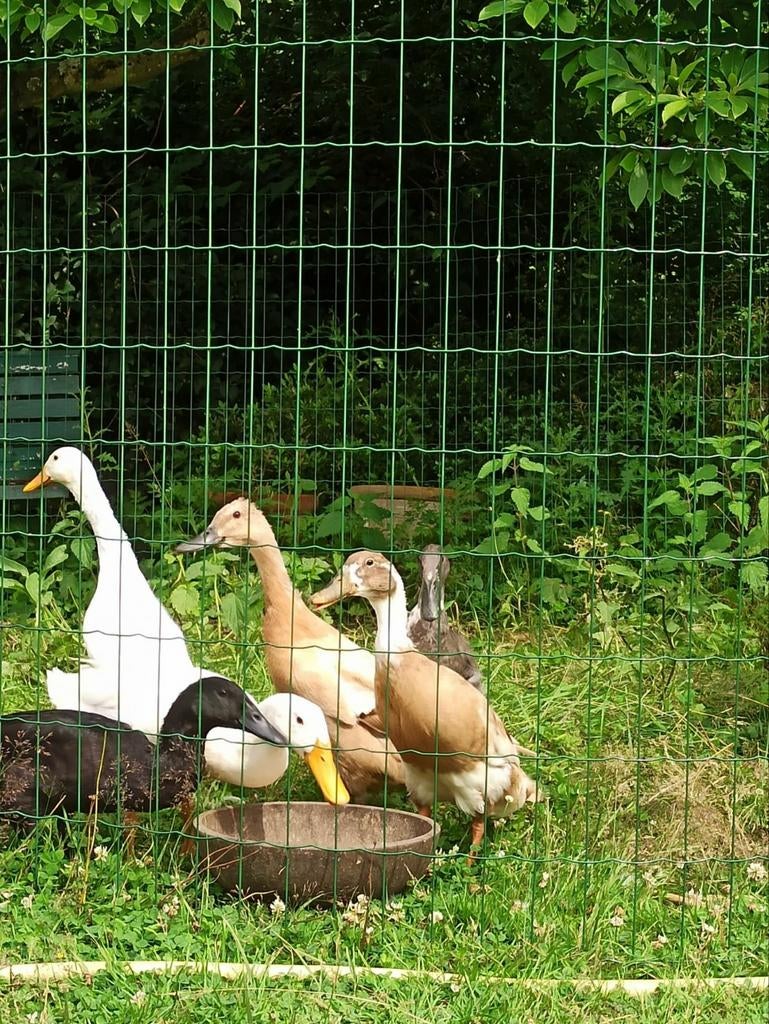 Broedeieren loopeenden, Geslacht onbekend, Eend