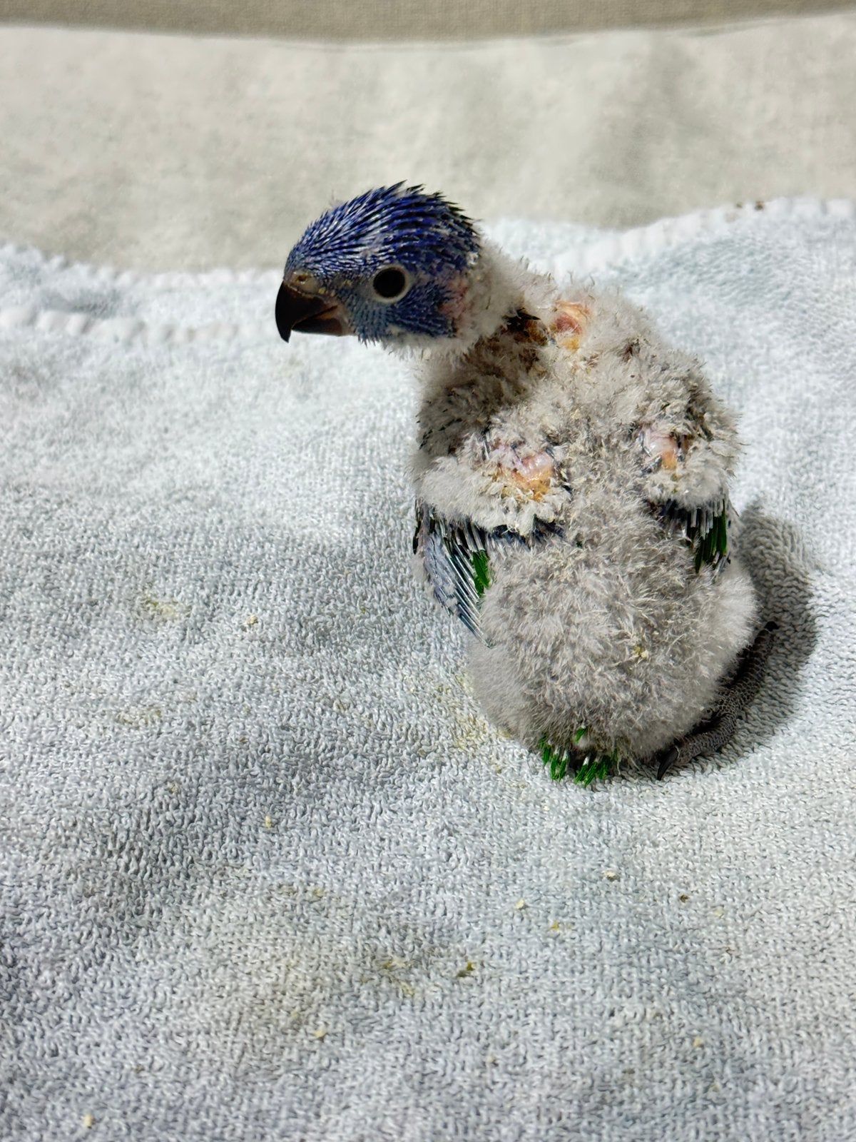 Bébé Loriquet a vendre (EAM)