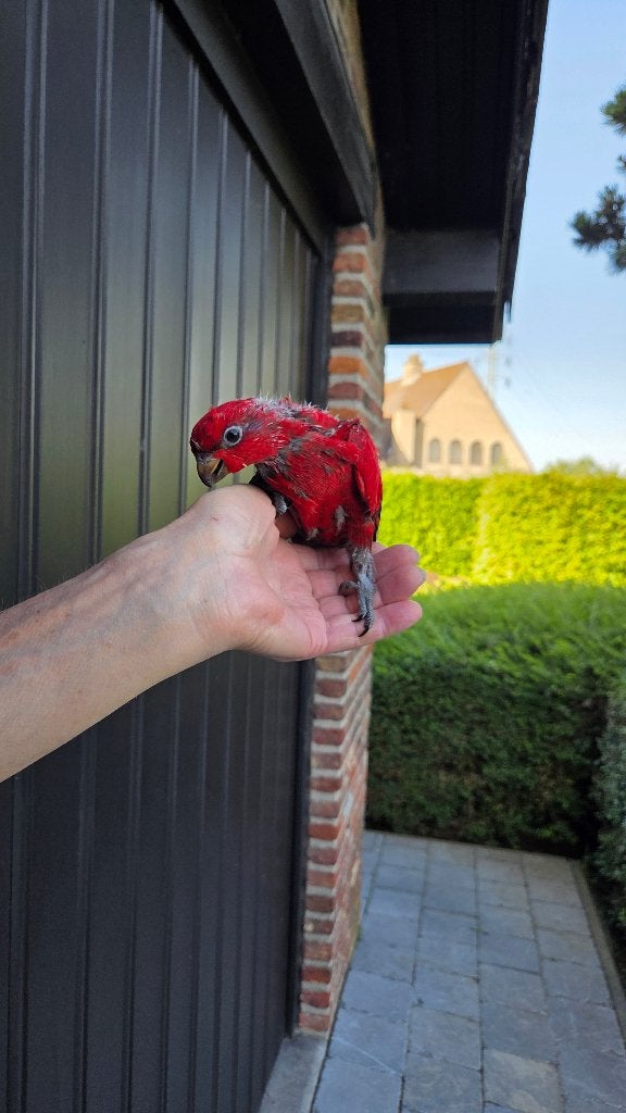 1-0 Lori rouge à vendre, Animaux & Accessoires, Oiseaux | Perruches & Perroquets, Mâle, Perroquet, Domestique