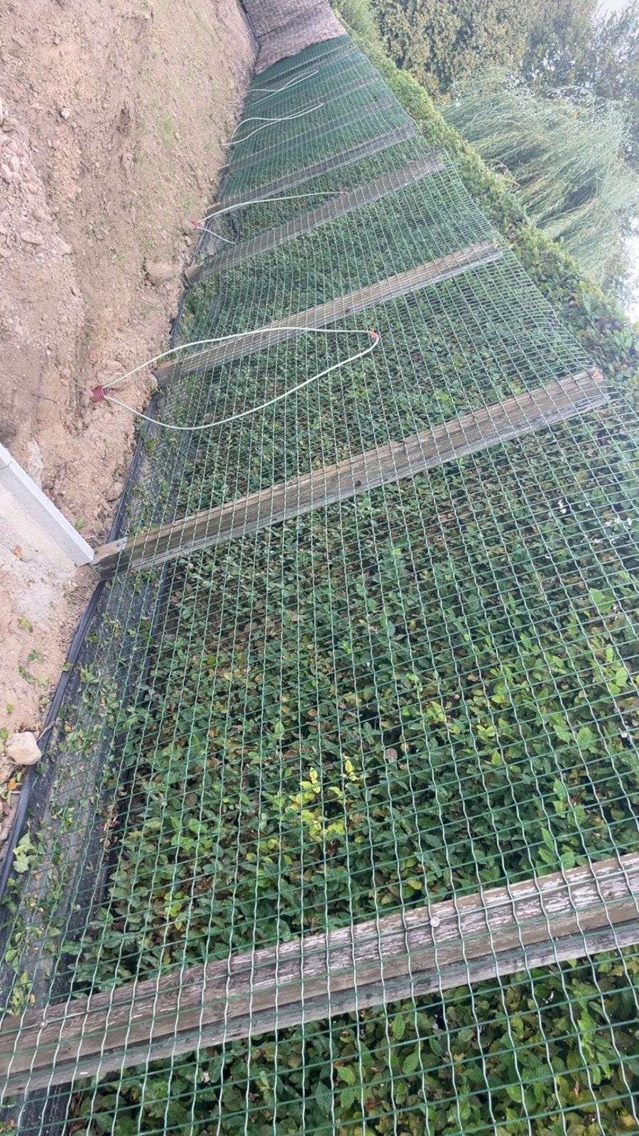 Tuinafzetting, Enlèvement, Comme neuf