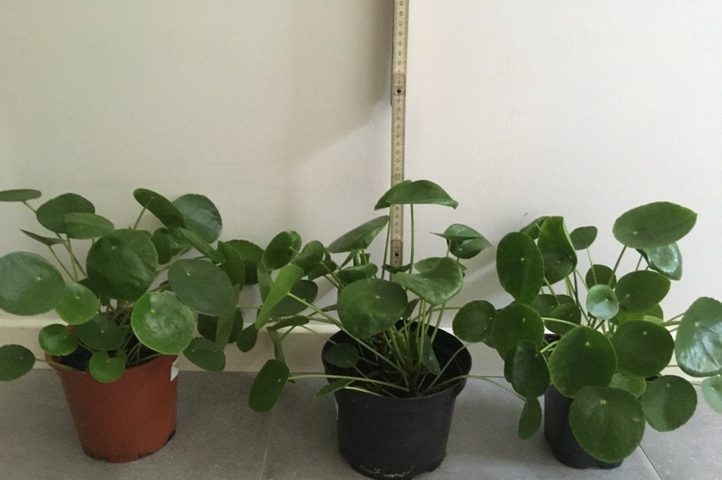 groene plantjes voor terrarium - terraria, Ophalen, Nieuw