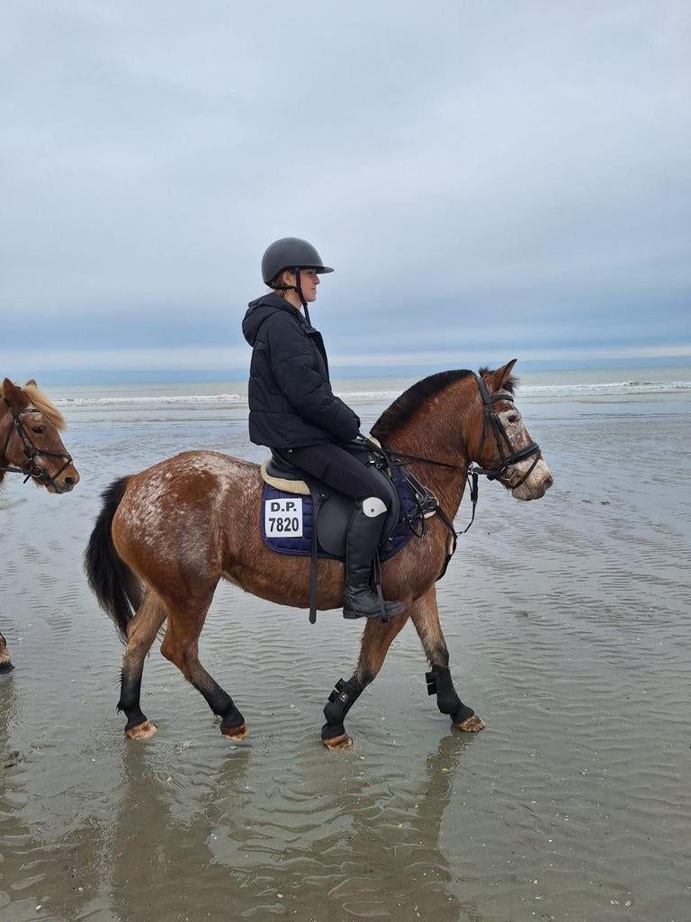 C pony te koop 13 jaar brave  pa, Dieren en Toebehoren