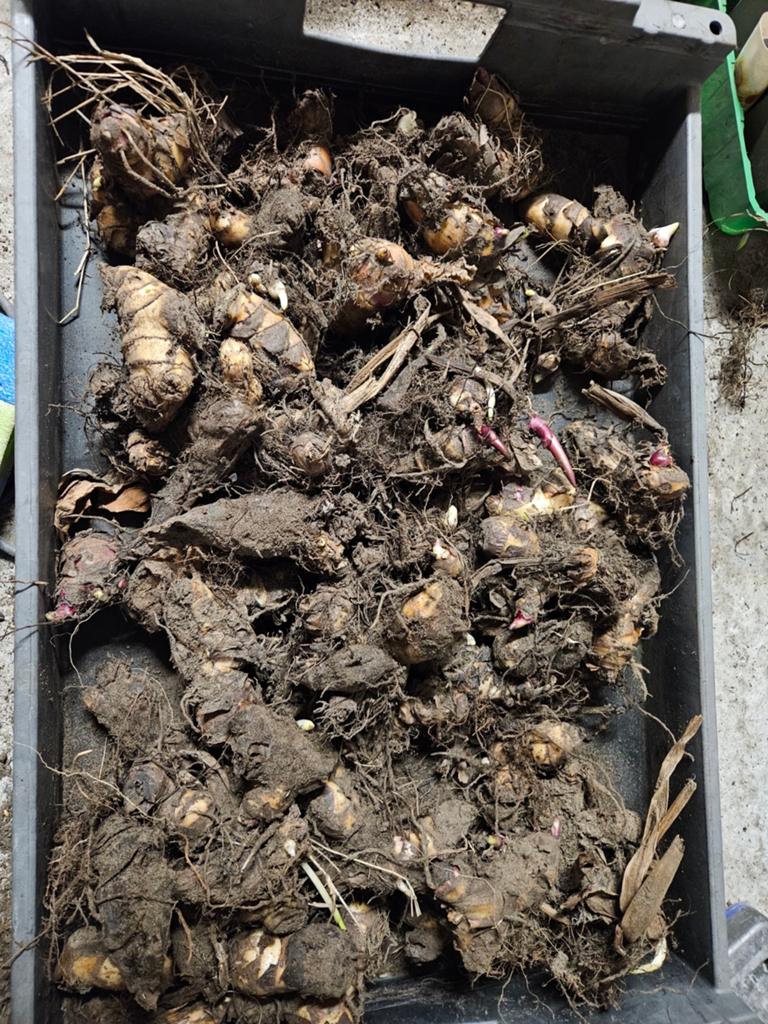 Canna knollen, Tuin en Terras, Bloembollen en Zaden, Ophalen, Voorjaar, Volle zon, Knol