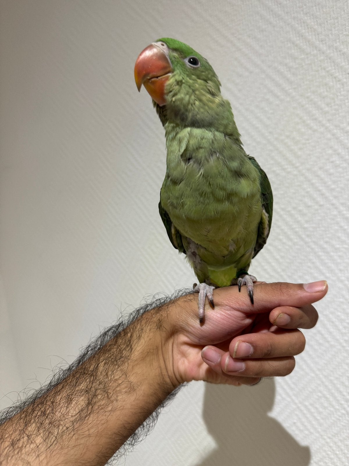 Super getemde babypapegaai Alexandra, Dieren en Toebehoren, Papegaai, Geringd