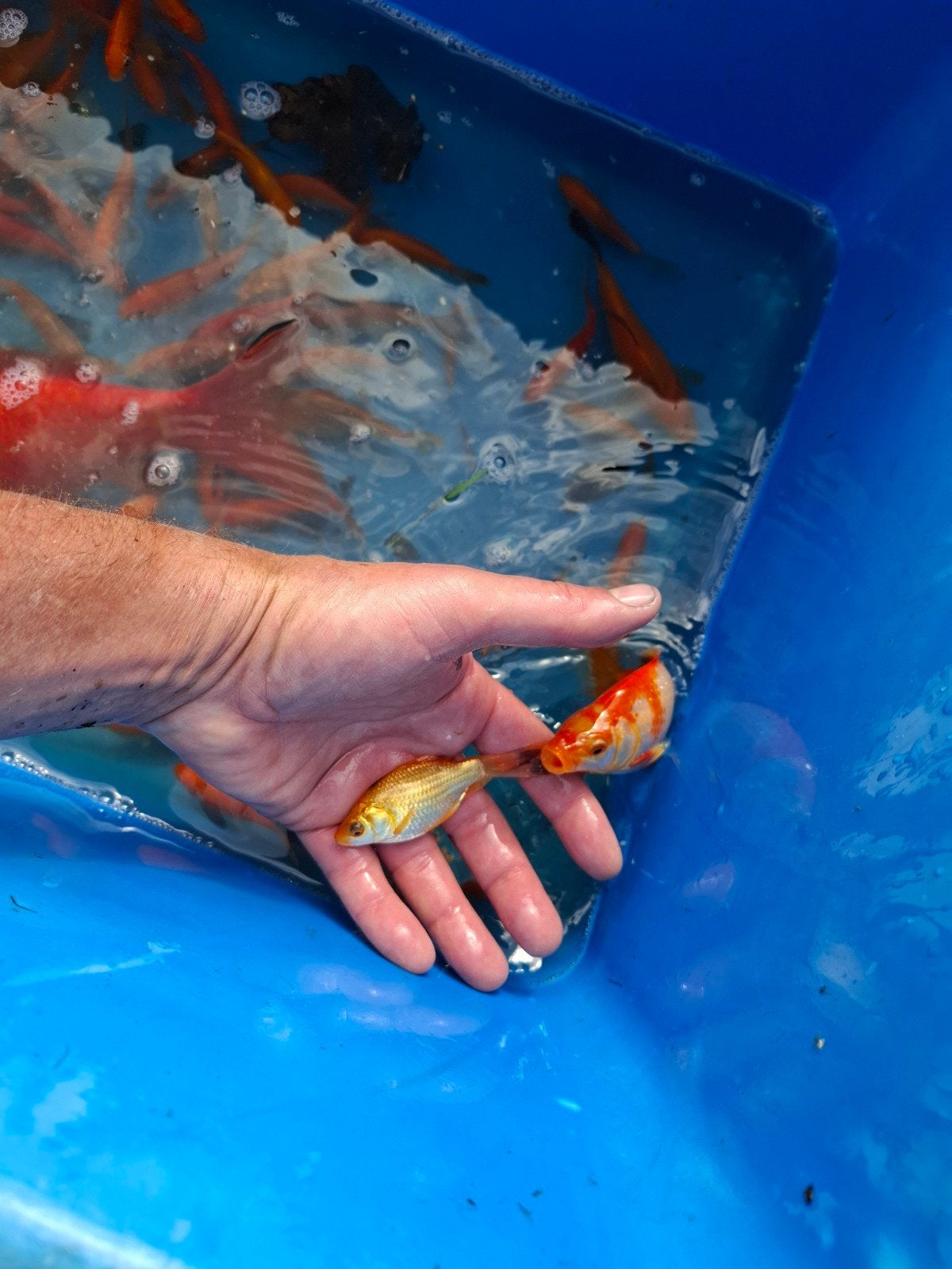 goudvissen, Dieren en Toebehoren