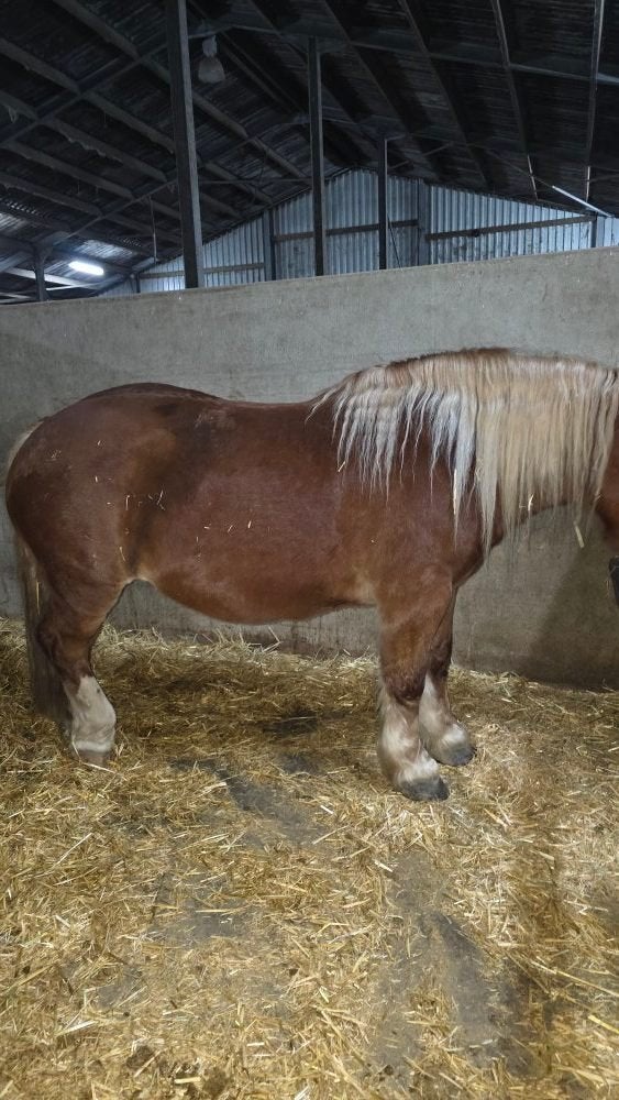 adoptie paard, Dieren en Toebehoren, Paarden, Zadelmak, 160 tot 165 cm, Recreatiepaard