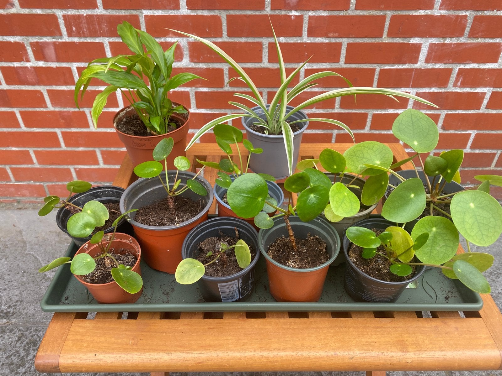 Plantjes pannekoekplant, graslelie 3 soorten beschikbaar, Ophalen of Verzenden
