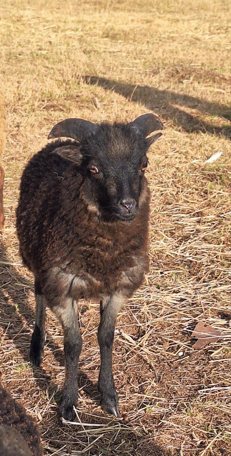 heel mooi schimmel ouessant rammetje, Mannelijk, Schaap, 0 tot 2 jaar