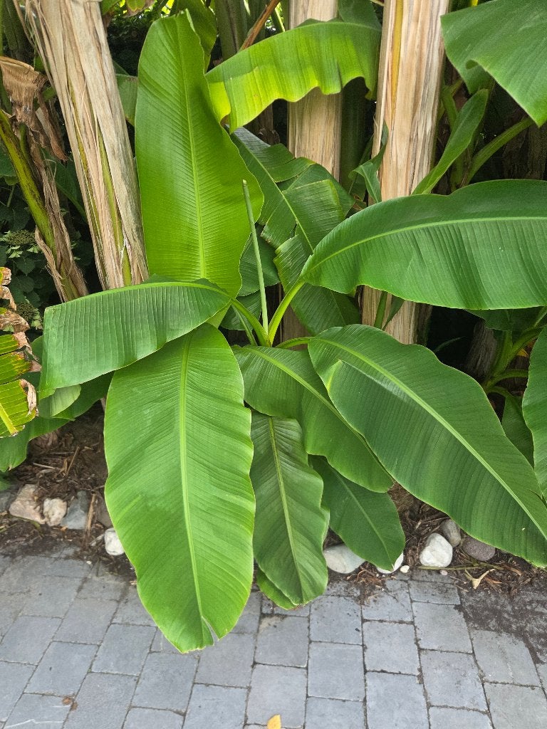 bananenplant musa basjoo, Tuin en Terras, Ophalen