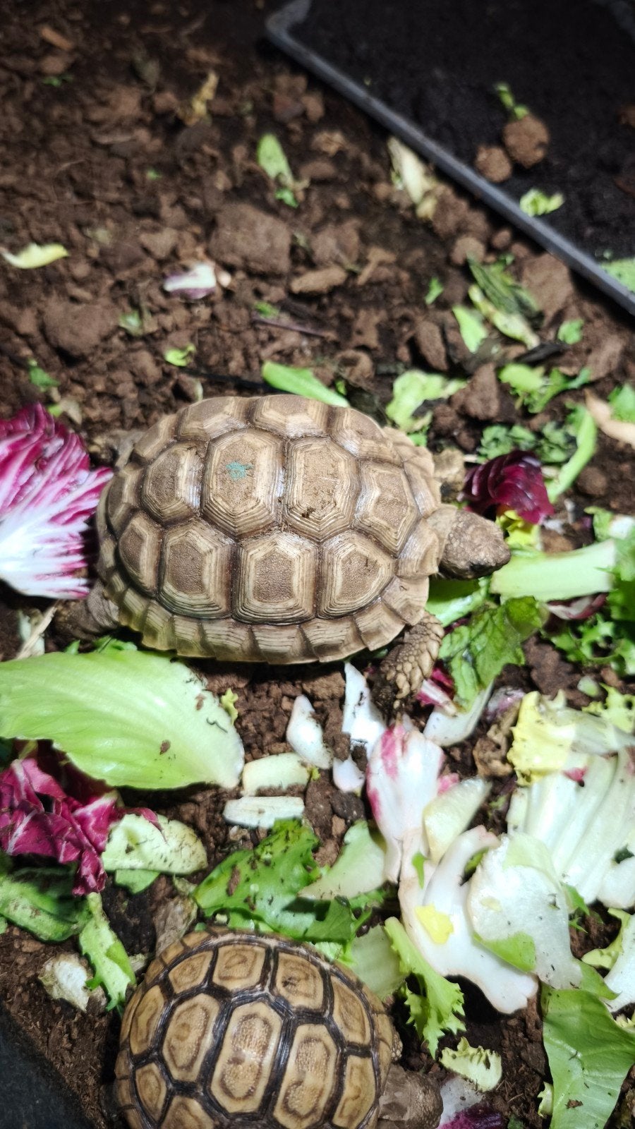 Tortue sulcata, Animaux & Accessoires, Reptiles & Amphibiens, Tortue, Domestique, 0 à 2 ans