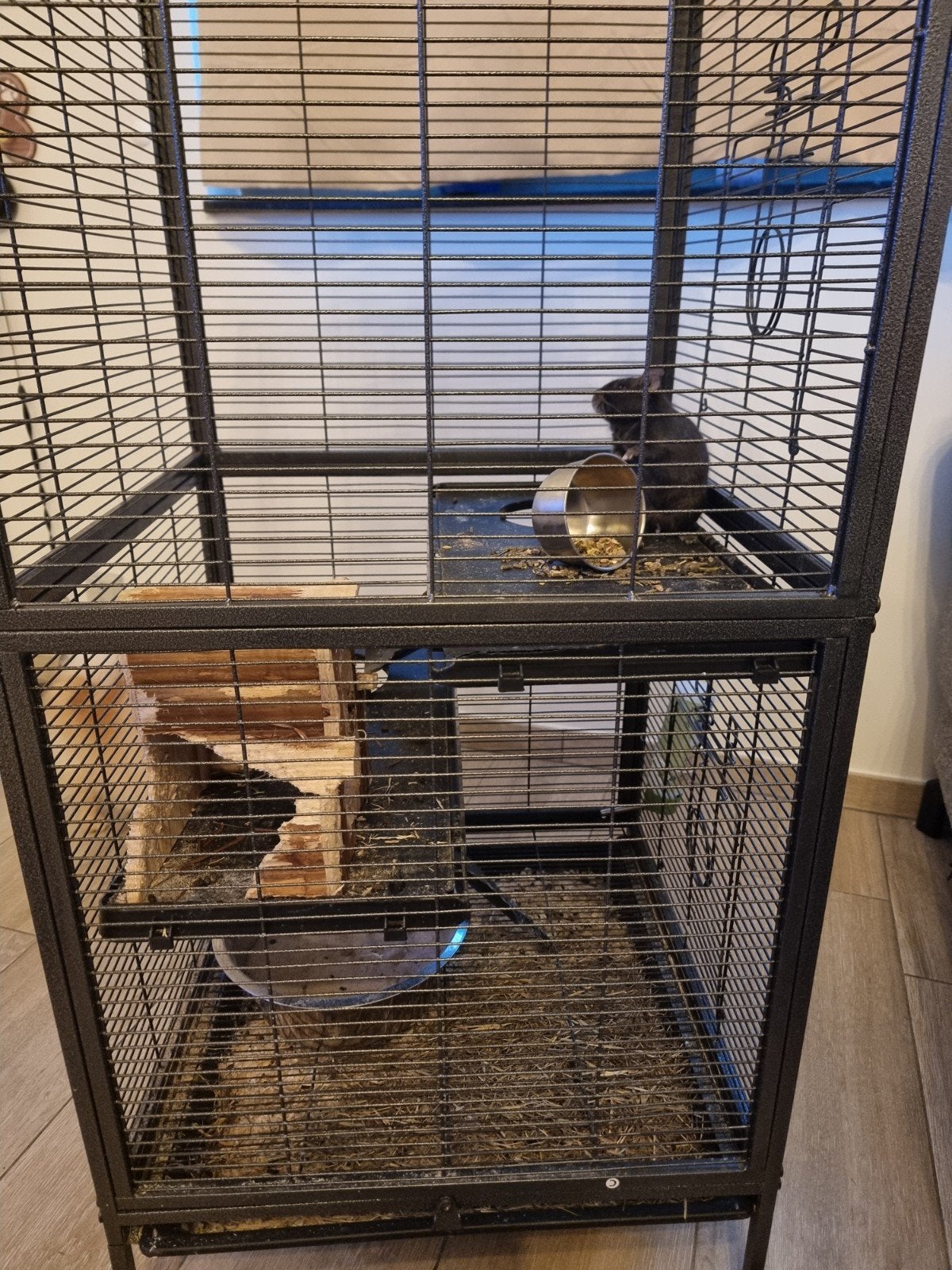 2 Gerbils + kooi + accessoires, Dieren en Toebehoren, Ophalen, Kooi