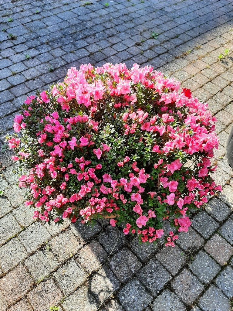 AZALEA INDICA KONKIKYO, Ophalen