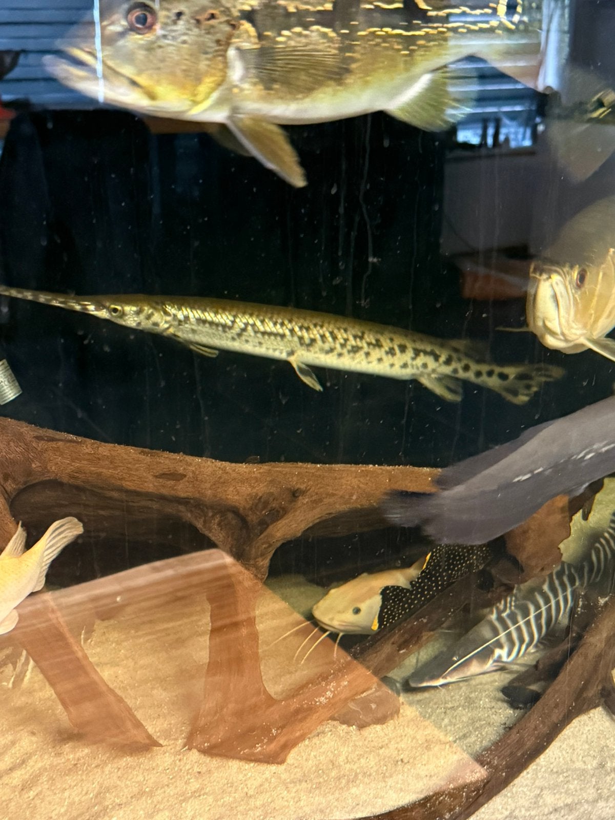 Longnose gar 60 cm en florida gar 40 cm, Dieren en Toebehoren