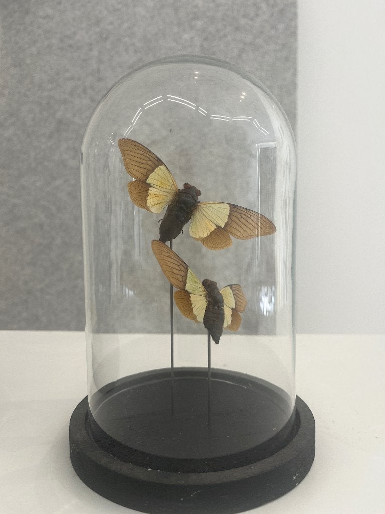 Taxidermie Cicaden, Dieren en Toebehoren