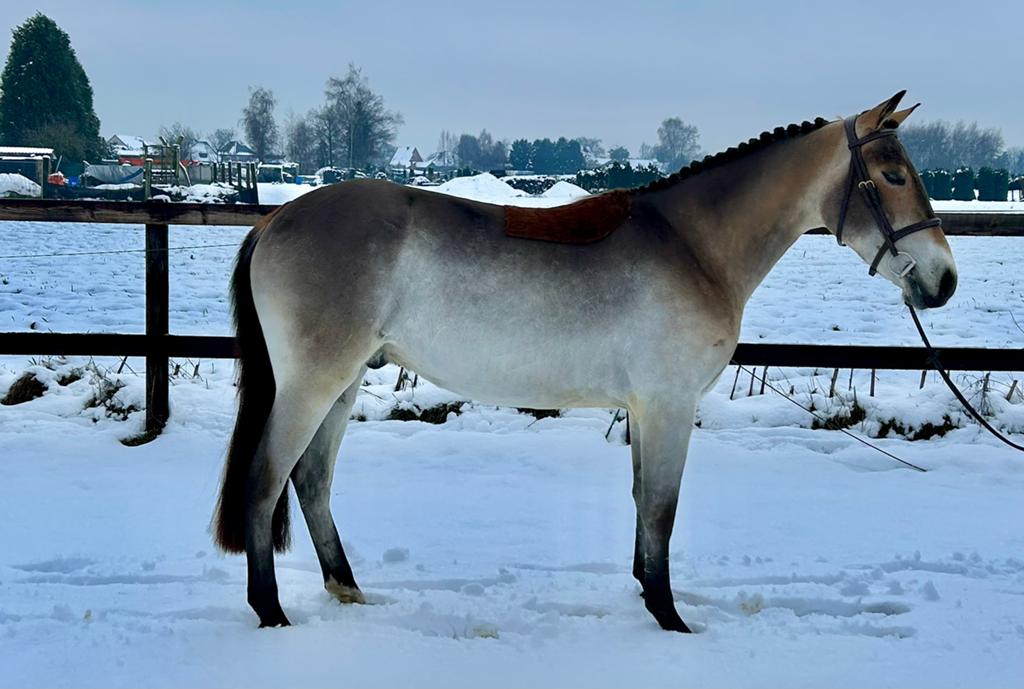 Gezocht jonge pony’s