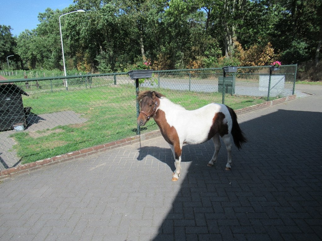 Mooie bonte merrie Tiara, Merrie, Gechipt, 0 tot 2 jaar