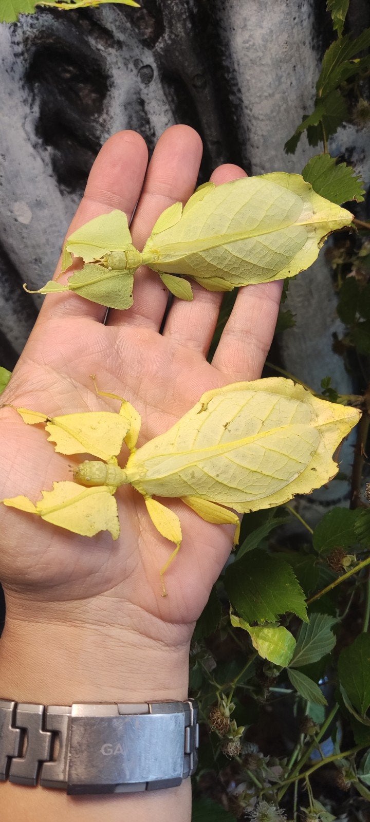 Cryptophyllium limogesi "Thac Krong Kmar"