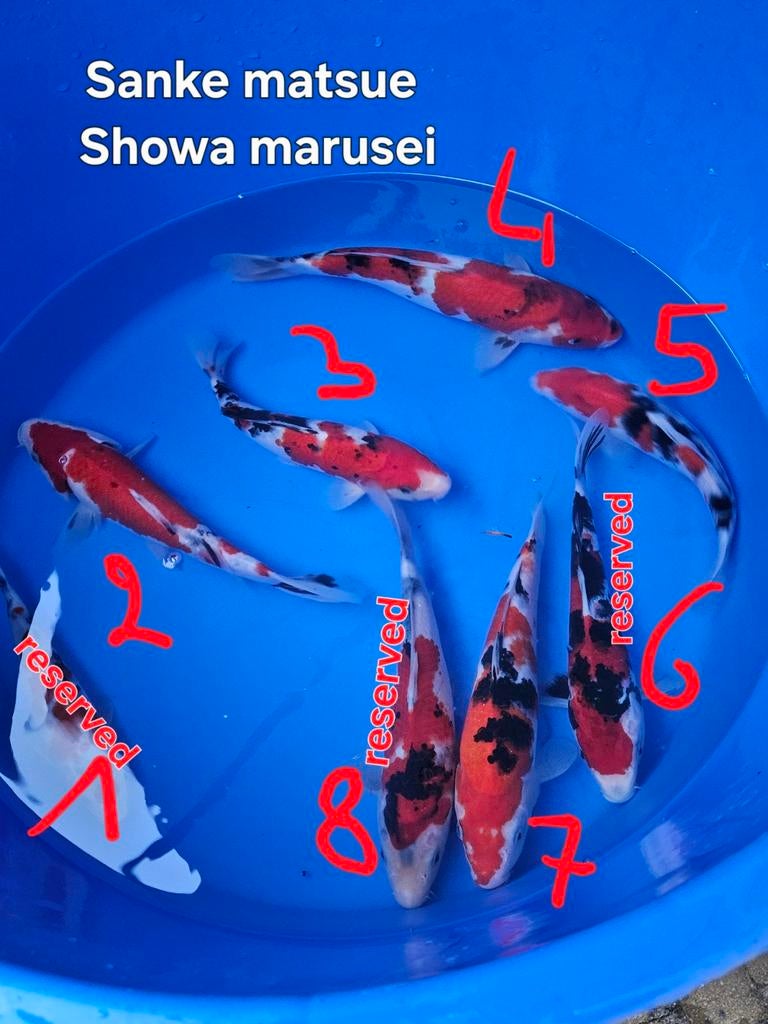 Showa - Sanke, Dieren en Toebehoren