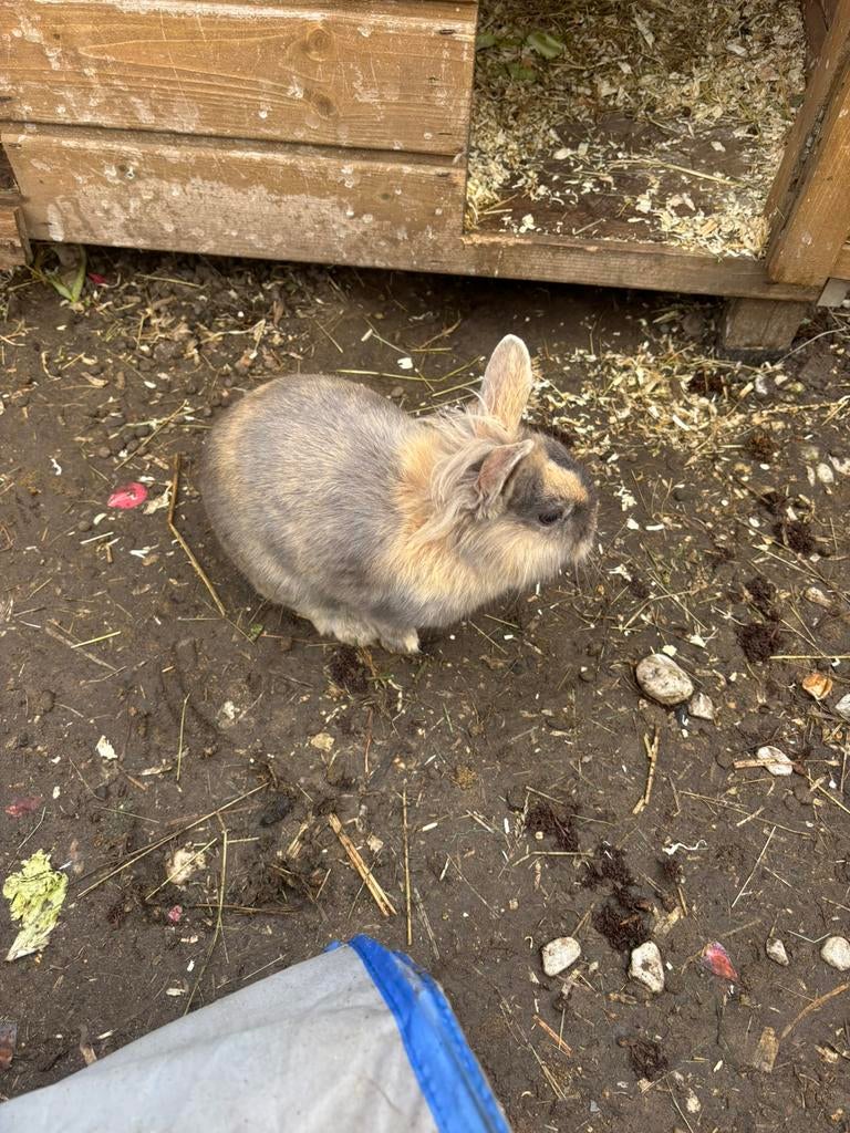 Konijn, Dieren en Toebehoren, Konijnen