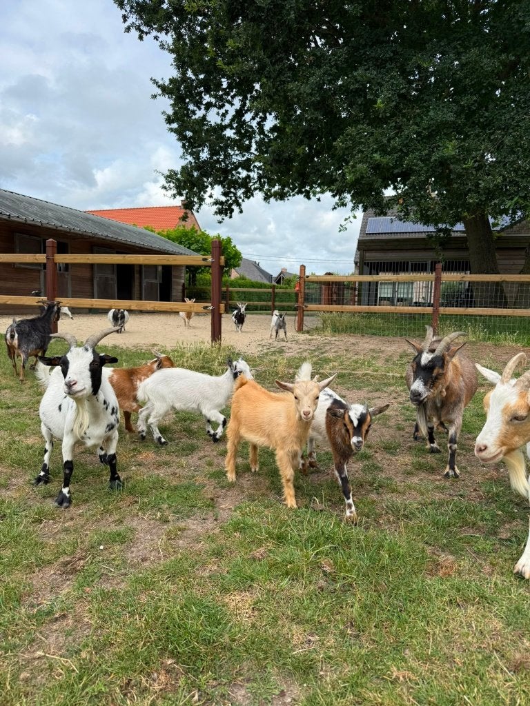 Dwerggeit lammetjes