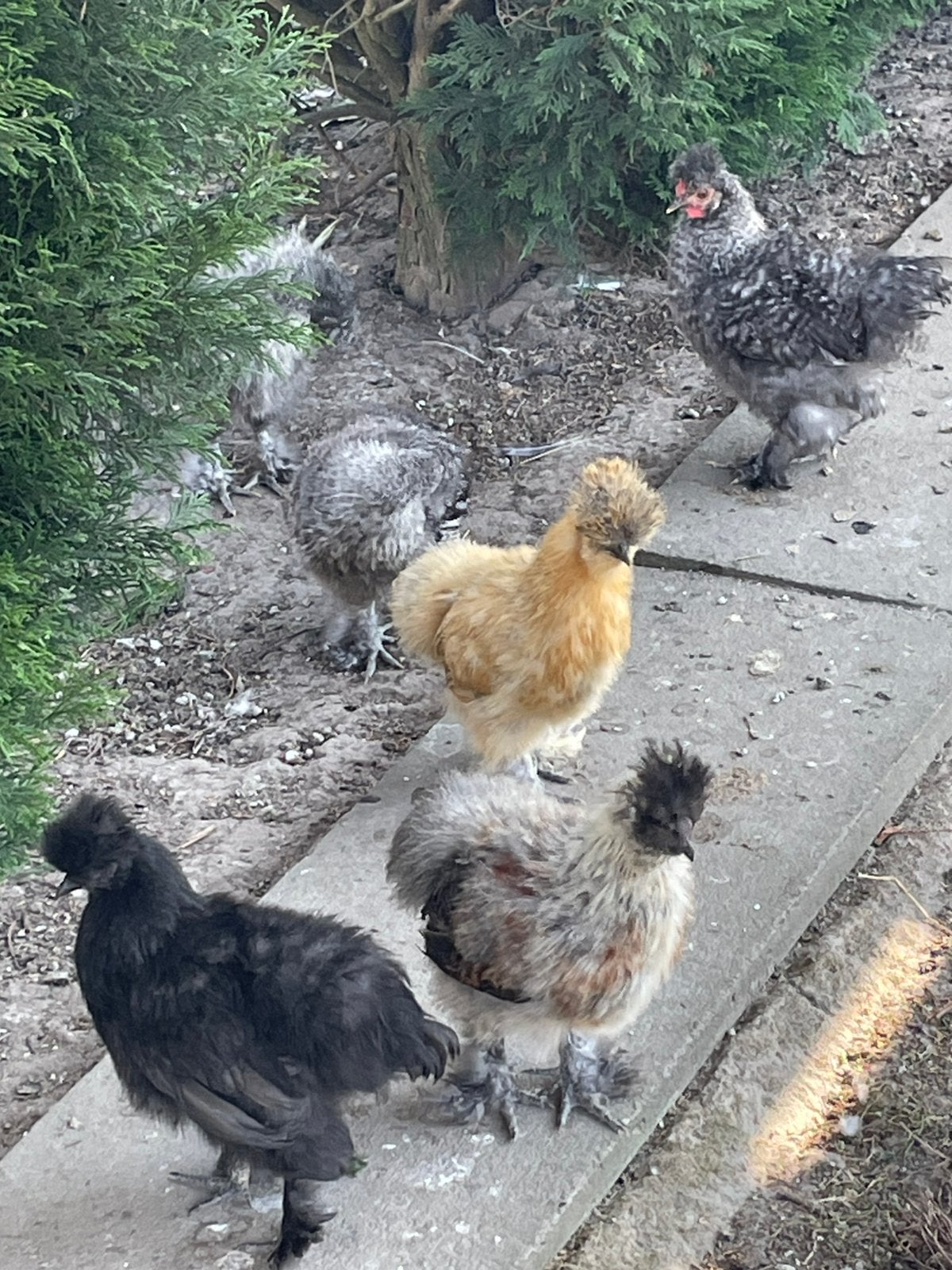 Zijdehoenders, Dieren en Toebehoren, Pluimvee