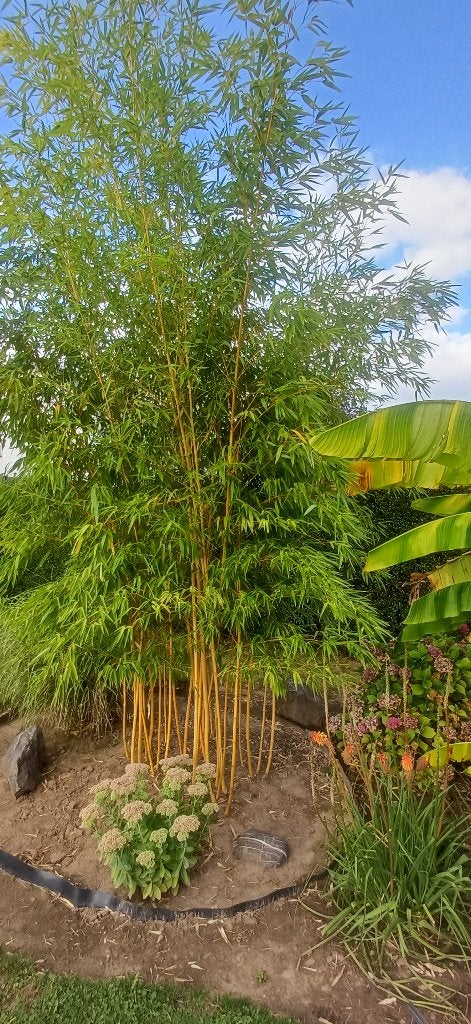 Bambou aureocaulis, Jardin & Terrasse, Enlèvement