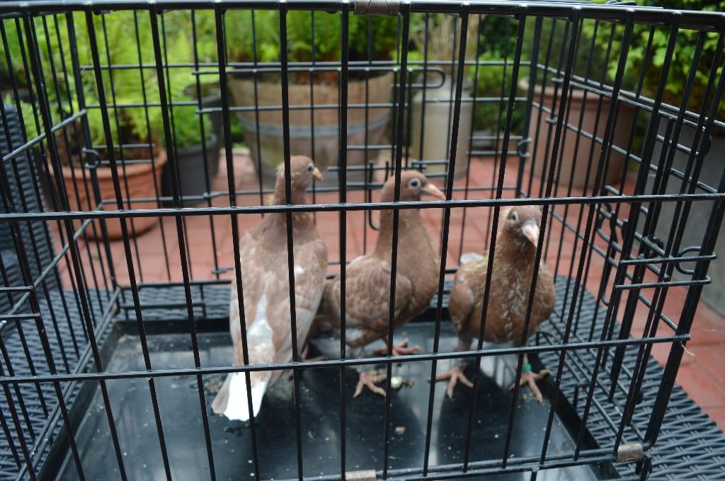 kleurpostduiven, Dieren en Toebehoren, Vogels | Duiven, Postduif