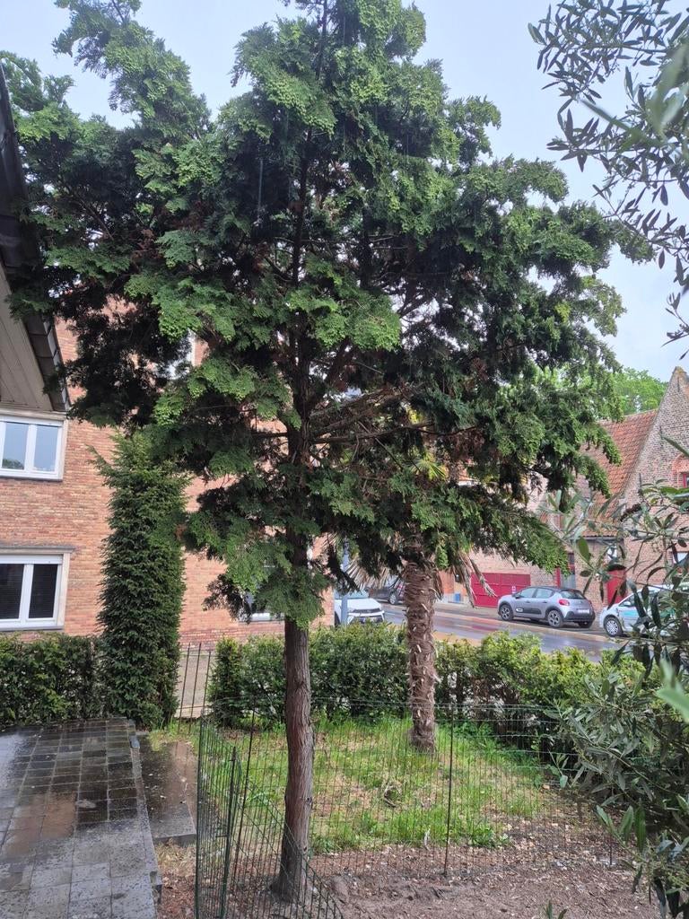 Tropical loof,sparboom, zie fotos, Tuin en Terras, Ophalen