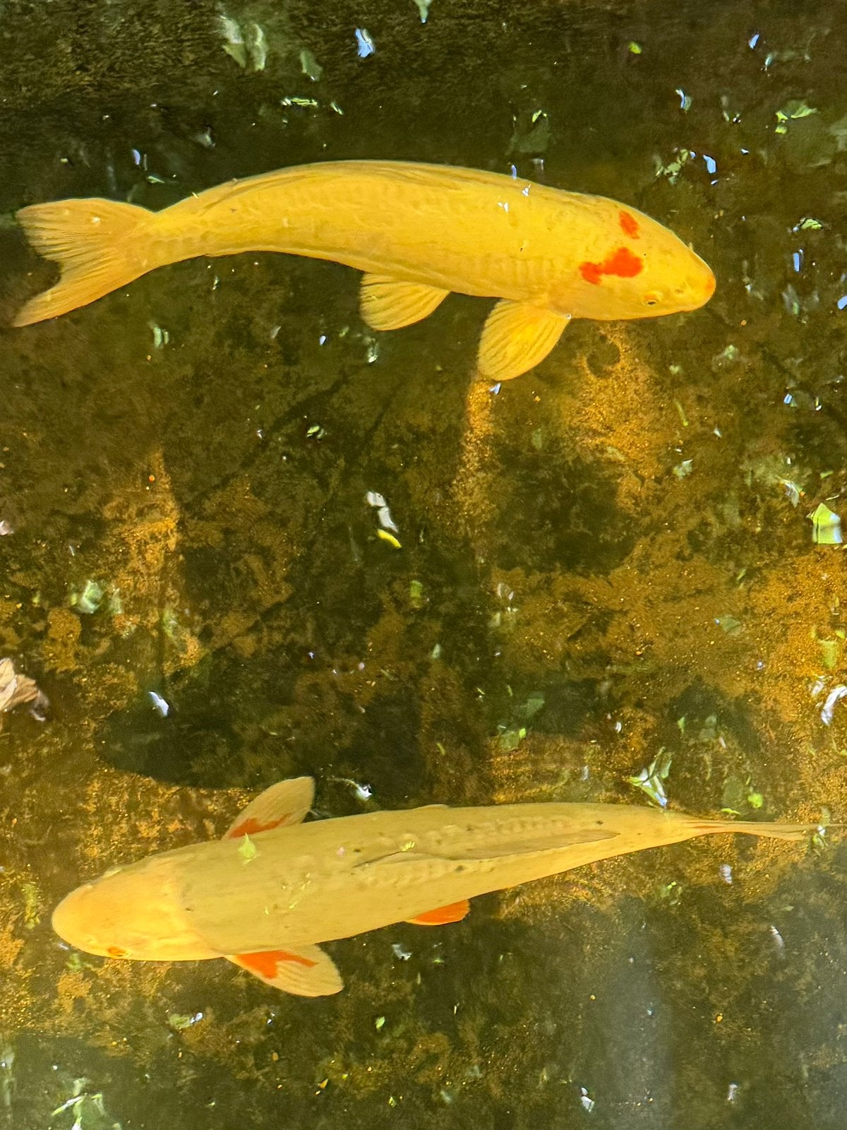 Prachtige grote koi’s –  60 cm