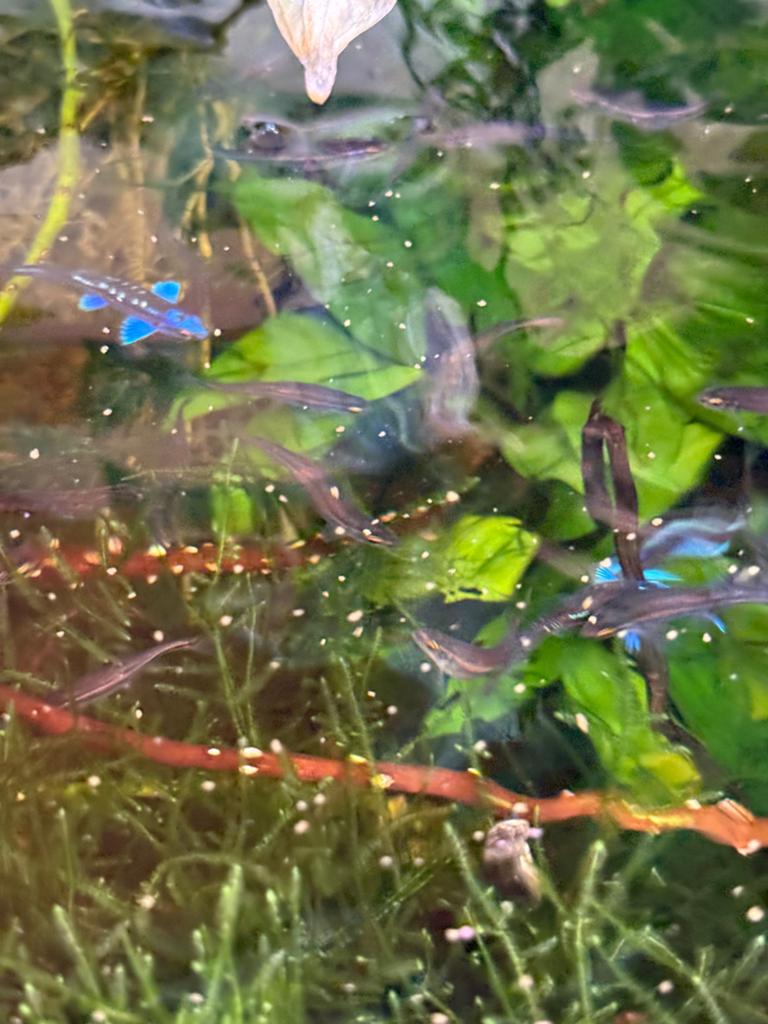Notropis chrosomus, Dieren en Toebehoren