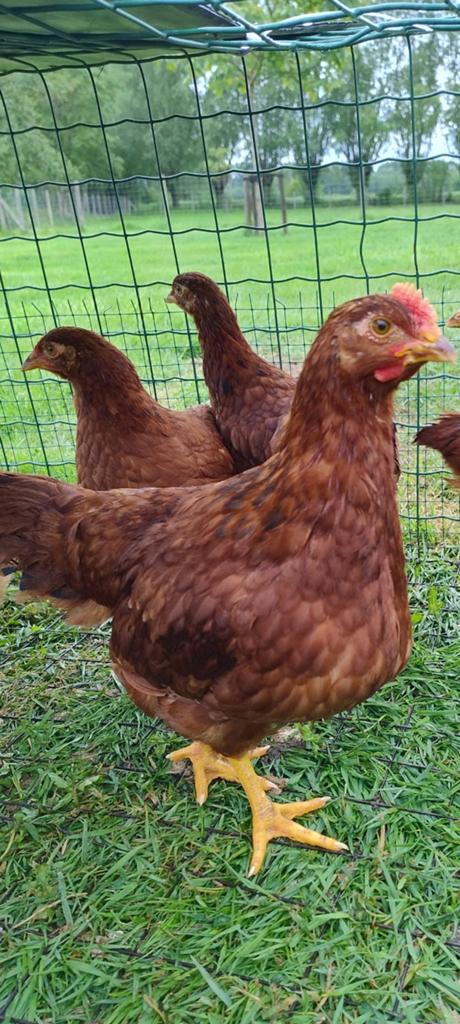 Trio jonge bruine legkippen, Dieren en Toebehoren, Pluimvee, Meerdere dieren, Kip