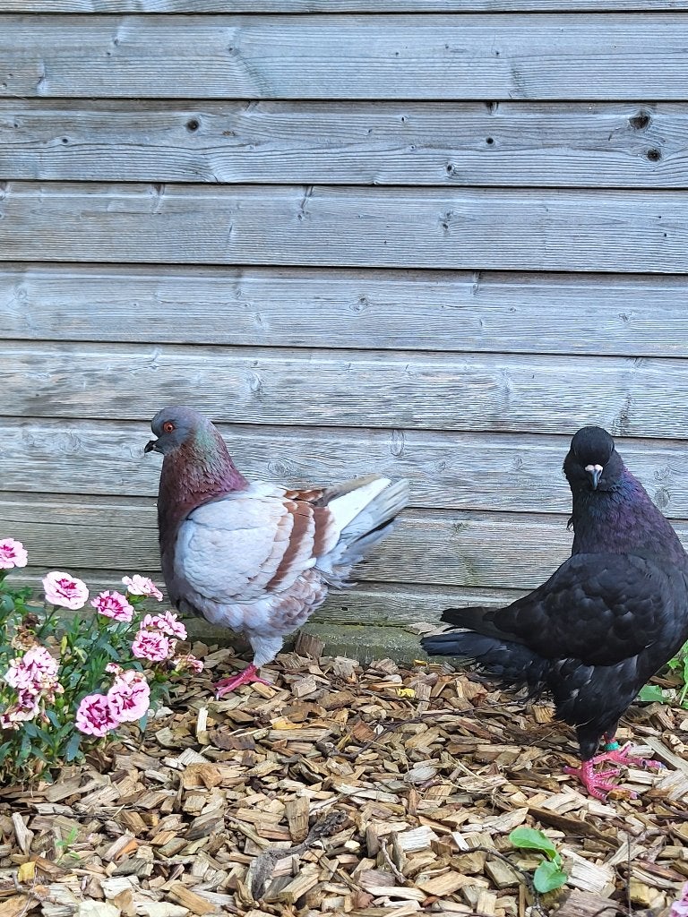 Super belle paire de pigeons royaux à vendre, Plusieurs animaux, Autres espèces
