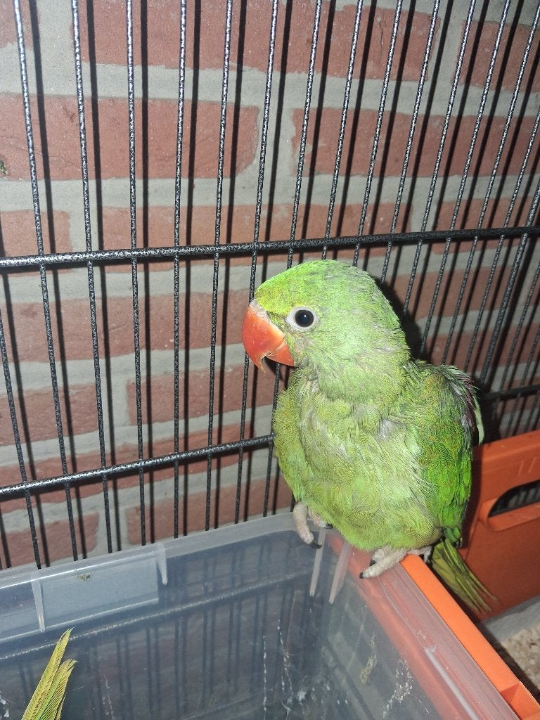 6 Alexander parkieten, Dieren en Toebehoren, Geslacht onbekend, Parkiet, Geringd