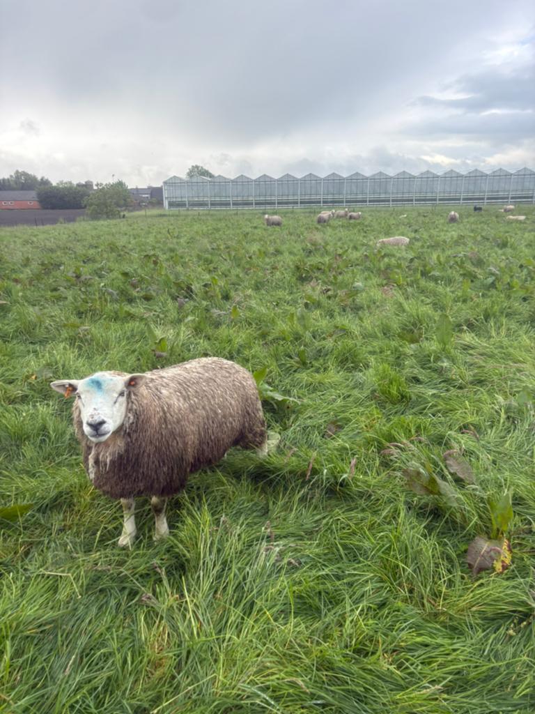 Texel rammen, Dieren en Toebehoren