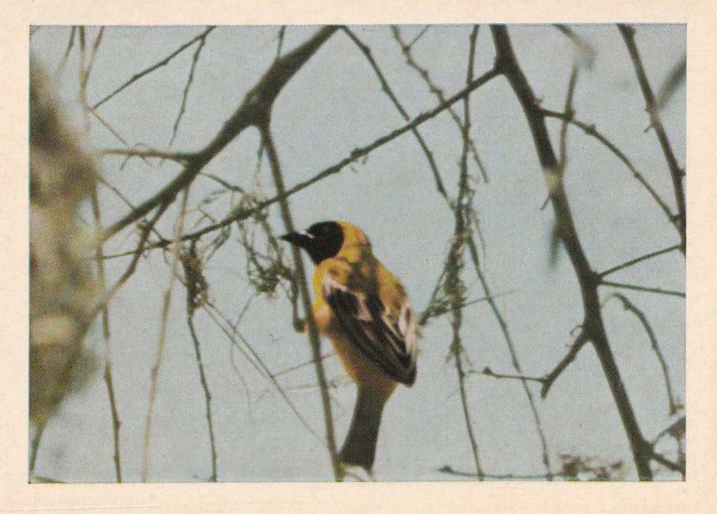 CHROMO  WEVERVOGEL, Verzamelen, Ophalen of Verzenden, Zo goed als nieuw, Dier, Prent