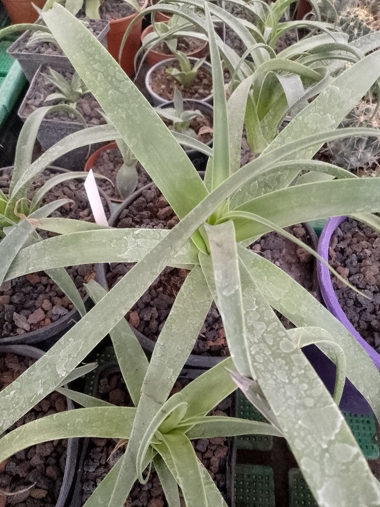 agave bracteosa, Ophalen