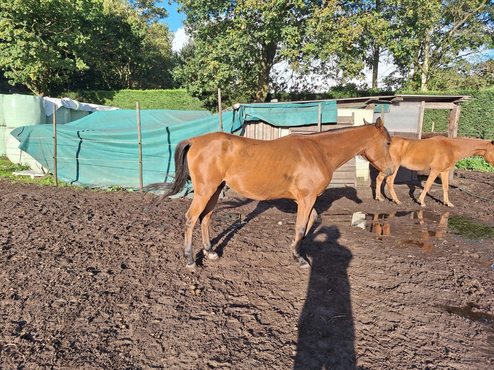 4 jarig paard, Dieren en Toebehoren, Minder dan 160 cm, Met stamboom, Ruin, Zadelmak