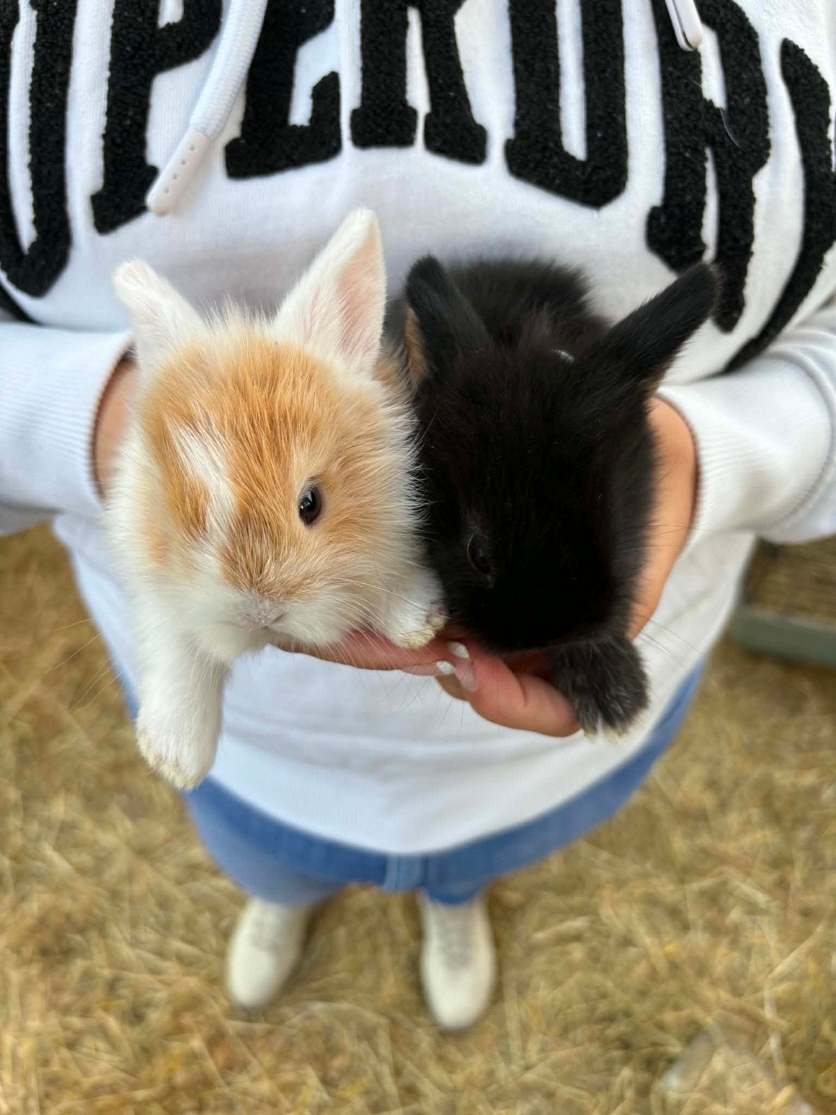 Hangoor konijnen, Dieren en Toebehoren, Hangoor