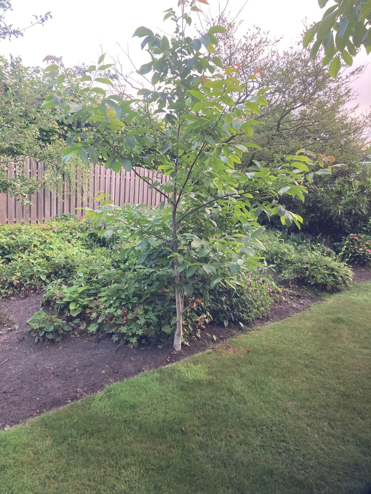 Walnoten boompje (okkernoten ) moet weg, Tuin en Terras, Ophalen, 250 cm of meer