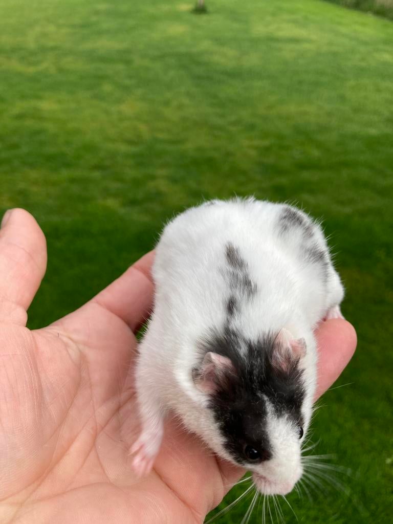 Goudhamsters, Hamster, Mâle, Février, Domestique
