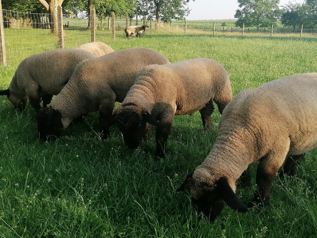 Schapen - Suffolk ooi- en ramlammeren, Dieren en Toebehoren, Meerdere dieren, Schaap, 0 tot 2 jaar