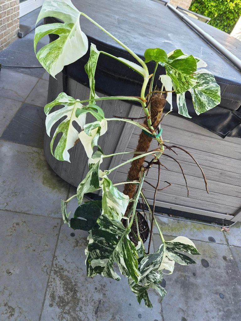 Monstera Variegata, Enlèvement