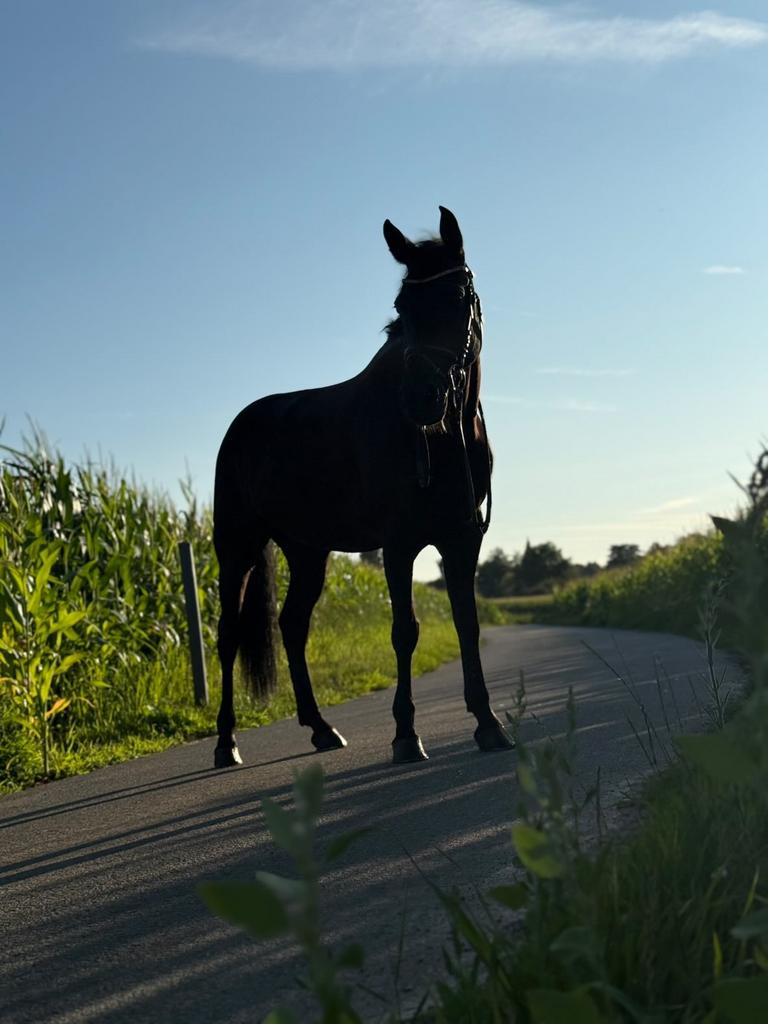 Zwarte New Forest pony, Dieren en Toebehoren, Paarden, Merrie, Minder dan 160 cm, Met stamboom, Niet van toepassing