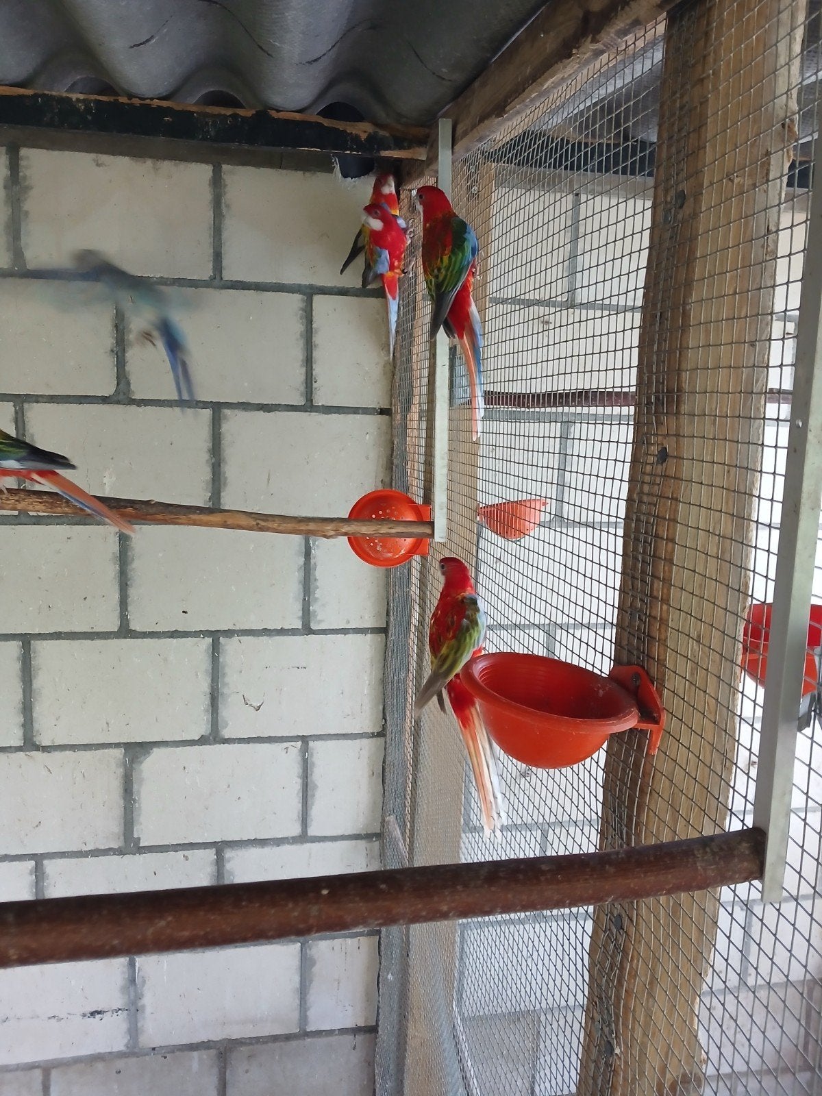rode rozellas, Meerdere dieren