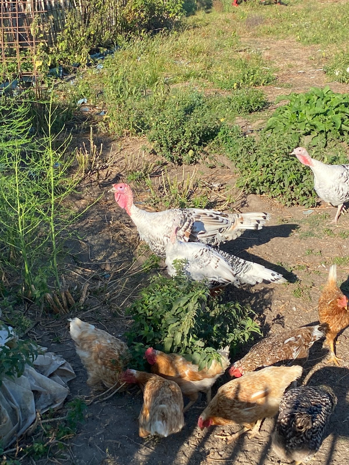 Kalkoenen 1 haan 2 hennen, Dieren en Toebehoren, Pluimvee